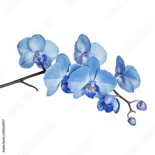 Blue Phalaenopsis Orchid on White Background