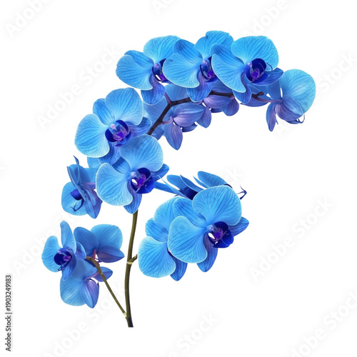 Blue Phalaenopsis Orchid on White Background
