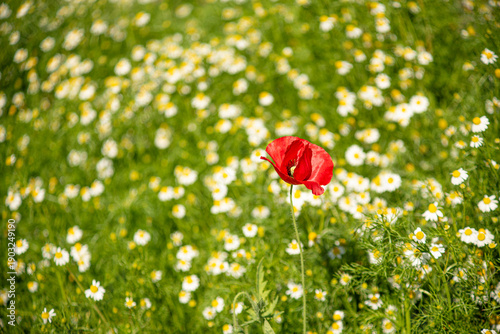 red poppy flower.Red flowers and green leaves.