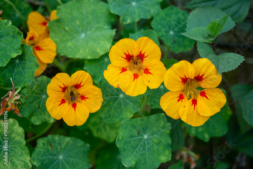 orange and yellow flowers.Yellow flowers and green leaves.