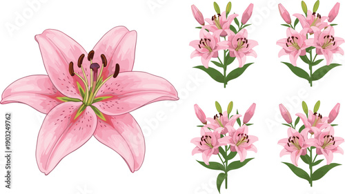 Pink lily flower set with blooming blossoms and leafy stems isolated on white background elegant botanical watercolor vector illustration