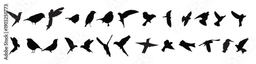 flying birds silhouettes on white background vector 