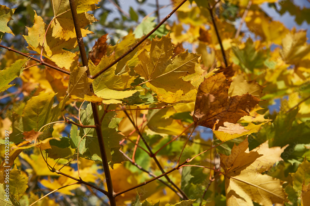 Fototapeta premium Yellow maple leaves on branches in autumn