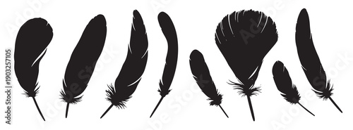  feather silhouette collection set against a white backdrop