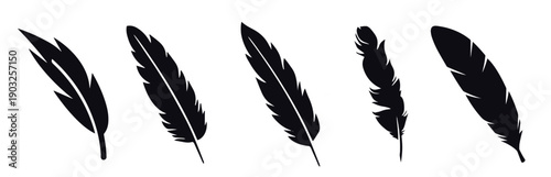 feather vector design