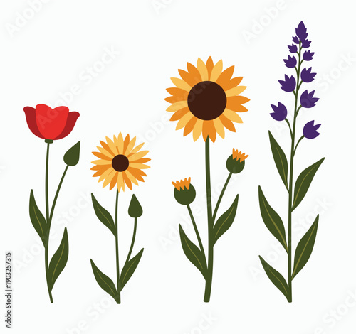  illustration of vibrant wildflowers including sunflower 