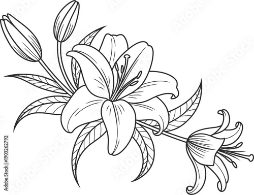 Black and white line art of an elegant lily flower arrangement with blooming flowers and unopened buds, botanical illustration