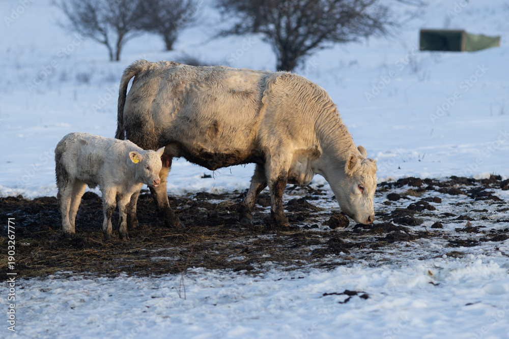 Naklejka premium cows and little calf on a farm