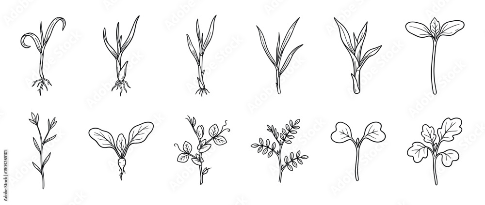 Fototapeta premium Collection of hand-drawn plant seedlings and microgreens in a black and white doodle style, showing various stages of early growth with roots, stems, and leaves for botanical illustration