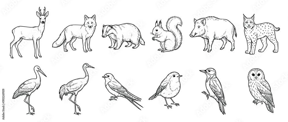 Obraz premium Hand-drawn collection of forest animals and birds including a deer, fox, badger, squirrel, owl, and stork in a detailed black and white sketch style illustration set