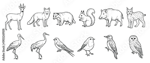 Hand-drawn collection of forest animals and birds including a deer, fox, badger, squirrel, owl, and stork in a detailed black and white sketch style illustration set