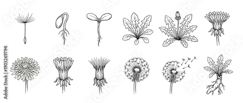 Dandelion life cycle illustration set showing growth stages from seed germination and sprout to a flowering plant, blowball, and root system in a hand-drawn botanical sketch style