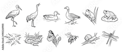 Collection of hand-drawn pond life illustrations featuring various birds, amphibians, and insects in a black and white line art sketch style for educational or nature themes