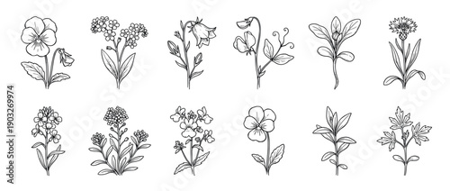 Collection of hand-drawn black line wildflowers and garden plants in a minimalist botanical illustration style, featuring pansy, cornflower, bellflower, and sweet pea sketches