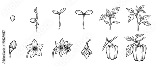 Bell pepper plant life cycle illustration set showing stages from seed germination to fruit growth, including pollination by a bee, in a hand-drawn botanical sketch style