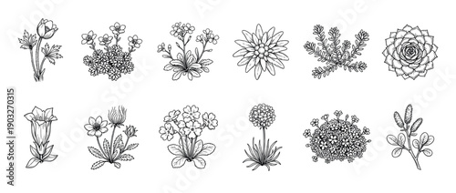 Set of twelve hand-drawn alpine flowers and mountain plants in a detailed black and white botanical line art style, showcasing various species like edelweiss and gentian