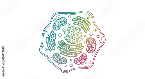 Detailed vibrant animal cell diagram representing fundamental biological structures for education