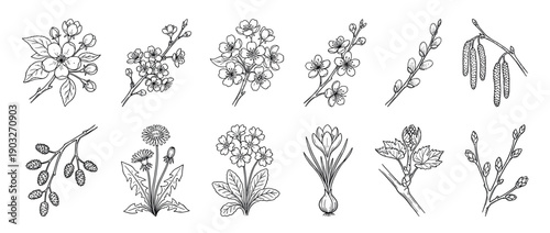 Set of hand-drawn spring flowers and branches in a black and white botanical illustration style, featuring apple blossom, cherry, pussy willow, dandelion, crocus, and catkins