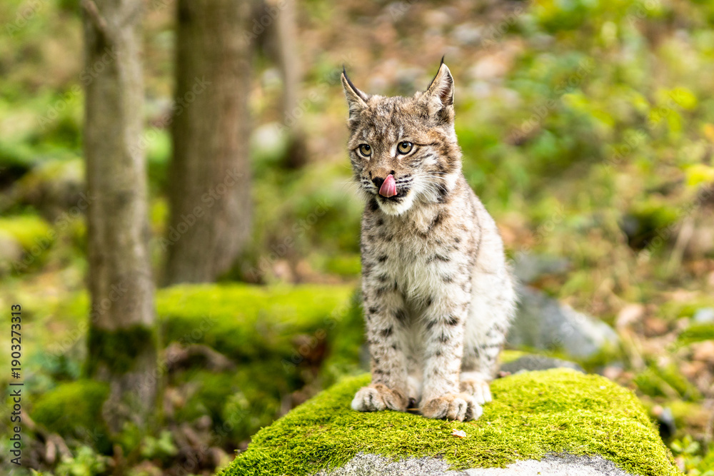Obraz premium Lynx in green forest with tree trunk. Wildlife scene from nature. Playing Eurasian lynx, animal behaviour in habitat. Wild cat from Germany. Wild Bobcat between the trees