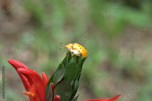 Golden tortoise beetle on a flower