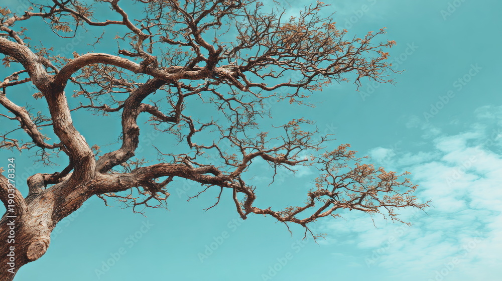 Fototapeta premium Twisted Bare Tree Branches Extending across Vivid Turquoise Sky with Wispy Clouds Minimal Nature Background Concept