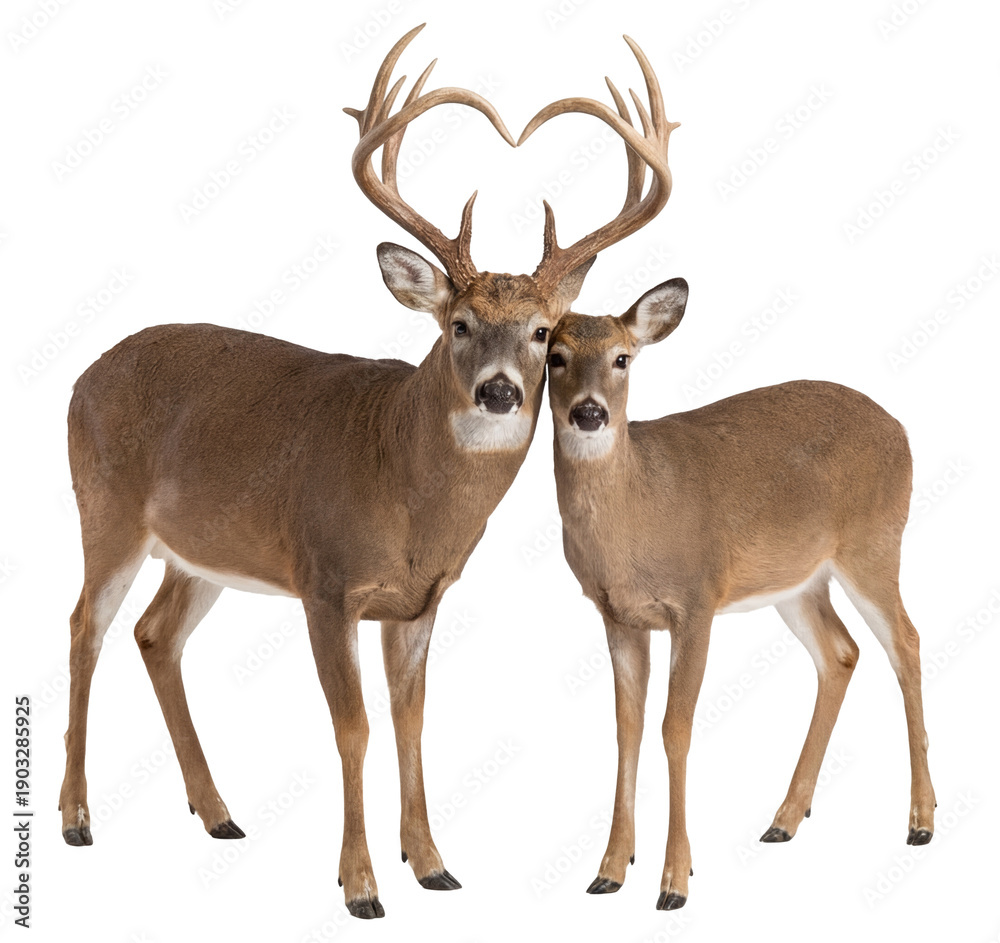 Obraz premium romantic deer couple consisting of a buck and a doe where the antlers form a heart shape isolated on a transparent background