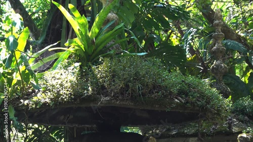 Exploring Castillo de Edward James in Xilitla, San Luis Potosi, Mexico and its unique plant life and structures