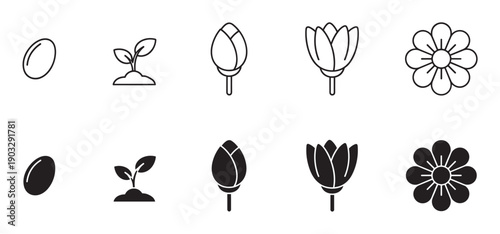 Plant growth life cycle icon set showing the stages from seed to sprout, bud, and blooming flower, presented in both thin line art and solid glyph vector styles for design