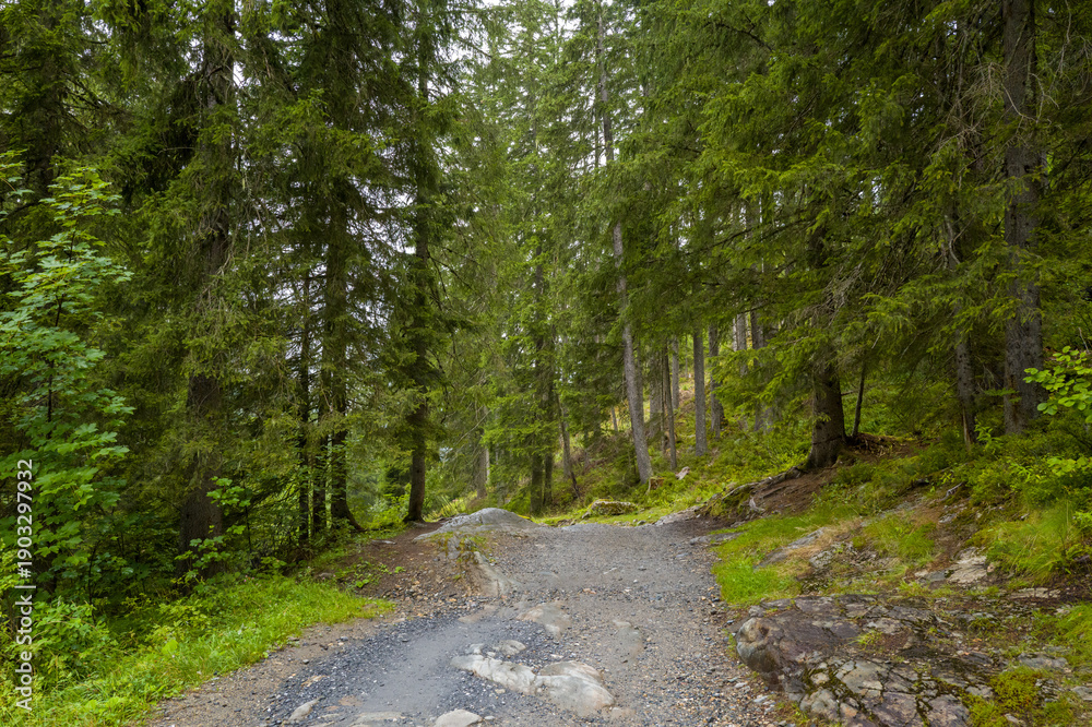 Obraz premium A stony trail curves gently between tall pine trees and dense green undergrowth, with soft daylight filtering through the forest canopy in a peaceful mountain setting.