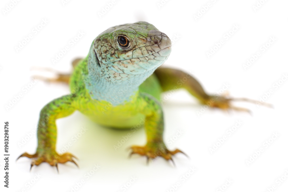 Fototapeta premium Close up of a green lizard with blue neck isolated on white background
