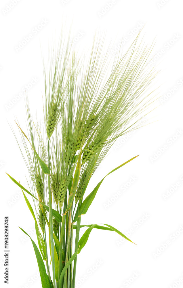Fototapeta premium Green ears of barley with long awns isolated on white background
