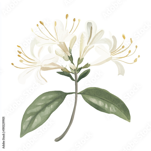 White Honeysuckle Flowers Botanical Illustration.