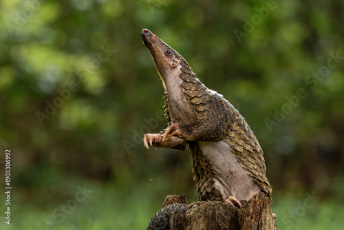 Sunda pangolin (Manis javanica) is native to Southeast Asia including Indonesia (Java, Sumatra, and Borneo).