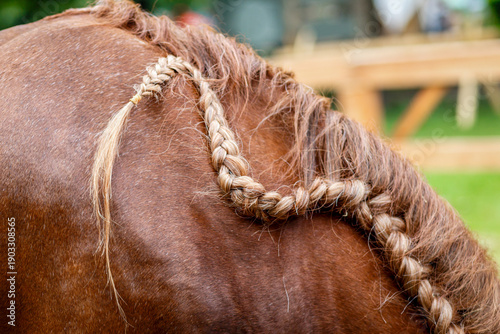 Vászonkép Horse mane hair