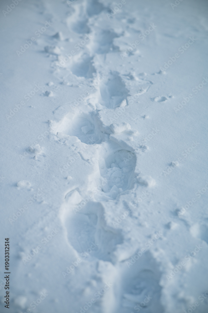Fototapeta premium A vertical shot showing a trail of deep footprints pressed into fresh white snow, leading away into the soft blueish distance of a winter landscape