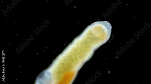 Parasitic worm Progonus muelleri under a microscope, at metacercaria stage. Class Trematoda. White Sea