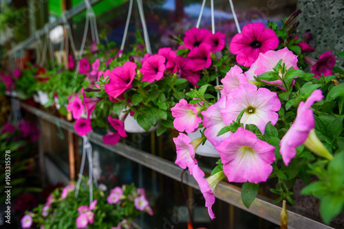 Wallpaper Mural Hanging baskets of pink and purple petunias bloom lushly in a flower shop. Torontodigital.ca