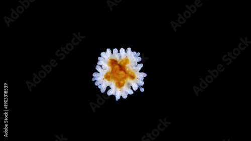 Young starfish Asteroidea under a microscope, type Echinodermata. Moves the ambulacral legs. White Sea