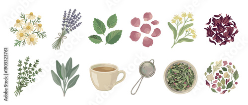 Charming illustrated set of various herbal tea ingredients and brewing accessories in a flat painterly style, featuring chamomile, lavender, mint, sage, hibiscus, and a teacup