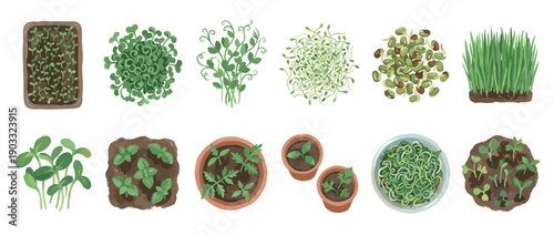 Collection of various illustrated plant seedlings and sprouts showing different stages of early growth in pots, trays, and soil for healthy, organic gardening concepts