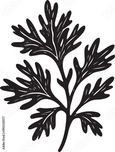 Elegant botanical illustration of a finely detailed parsley leaf cluster Vector