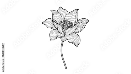 Exquisite line drawing of a lotus or water lily flower with intricate petal shading for zen and botanical design applications.
