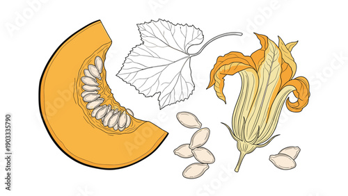Detailed engraving style drawing features a pumpkin slice with seeds, a textured leaf, a large flower, and loose seeds.