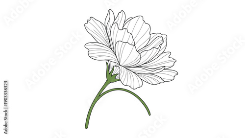 Intricate black and white line drawing captures the beauty of a fully bloomed flower on its thin green stem.