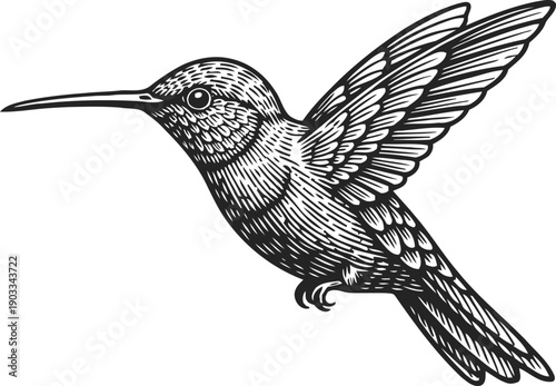 Intricate black and white hummingbird illustration in vintage engraving with detailed feathers and wings