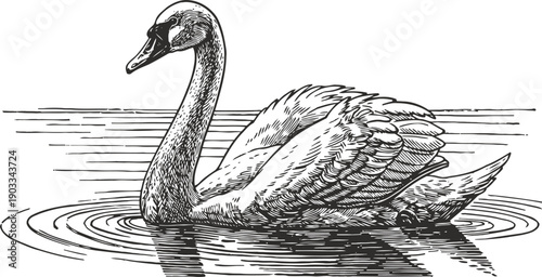 black and white illustration of a swan gliding on water with detailed feathers and ripples