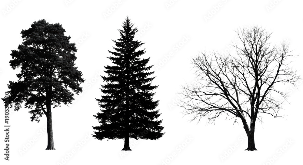 Fototapeta premium four distinct black vector tree silhouettes (deciduous, fir, gnarled bare) isolated on a transparent background, professional graphic design. Concept of natural element collection