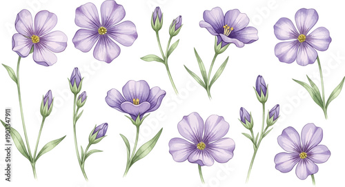 Beautiful watercolor illustration of delicate purple flax flowers and buds with green stems on a clean white background.