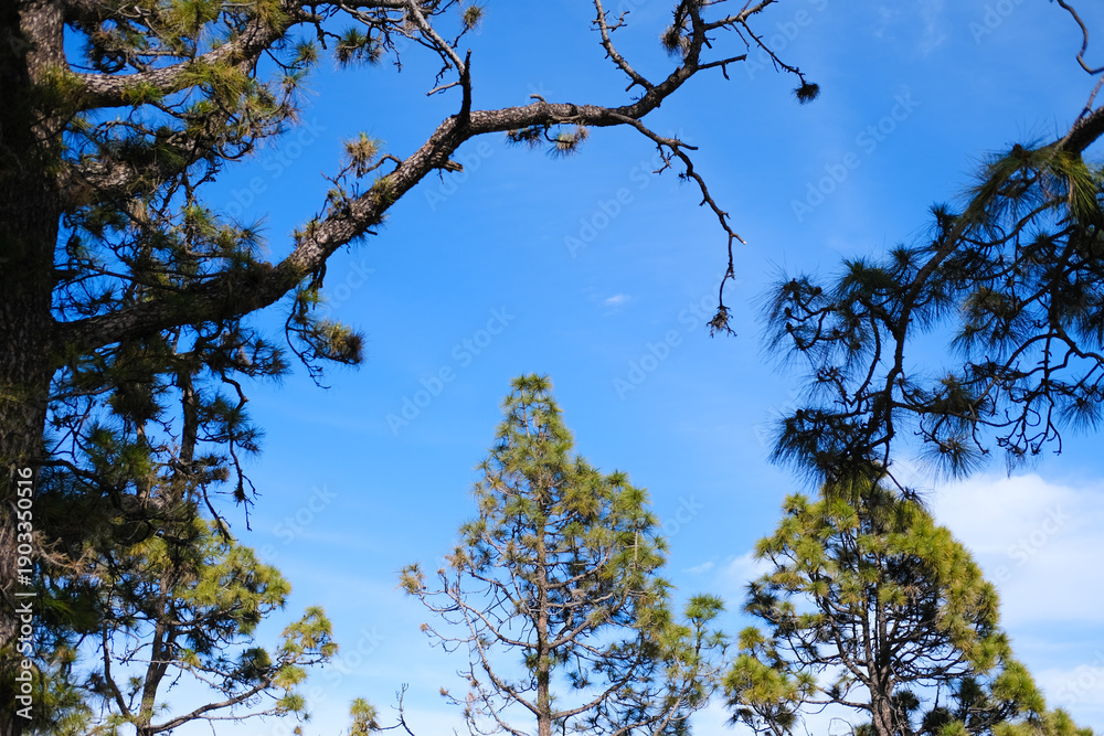 Obraz premium Tall evergreen trees with green and brown needles grow on the hillside under a blue cloudy sky, demonstrating the beauty of nature and ecological diversity. Copy space
