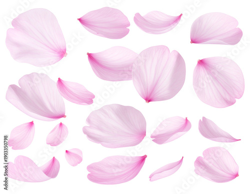 白背景に舞い散るピンク色の桜の花びらと桜吹雪のリアルな切り抜きセットバリエーション素材